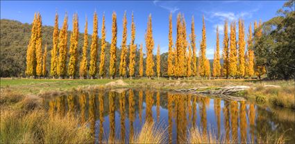 Reflections of Gold - VIC T (PBH4 00 13894)